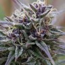 Семена Auto Purple Sunset feminised Ganja Seeds Семена Auto Purple Sunset feminised Ganja Seeds