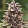 Семена конопли  Auto Purple Sunset feminised Ganja Seeds Семена конопли  Auto Purple Sunset feminised Ganja Seeds