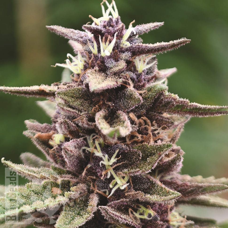 Семена конопли  Auto Purple Sunset feminised Ganja Seeds Семена конопли  Auto Purple Sunset feminised Ganja Seeds