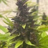 Семена конопли  Auto Purple Sunset feminised Ganja Seeds Семена конопли  Auto Purple Sunset feminised Ganja Seeds