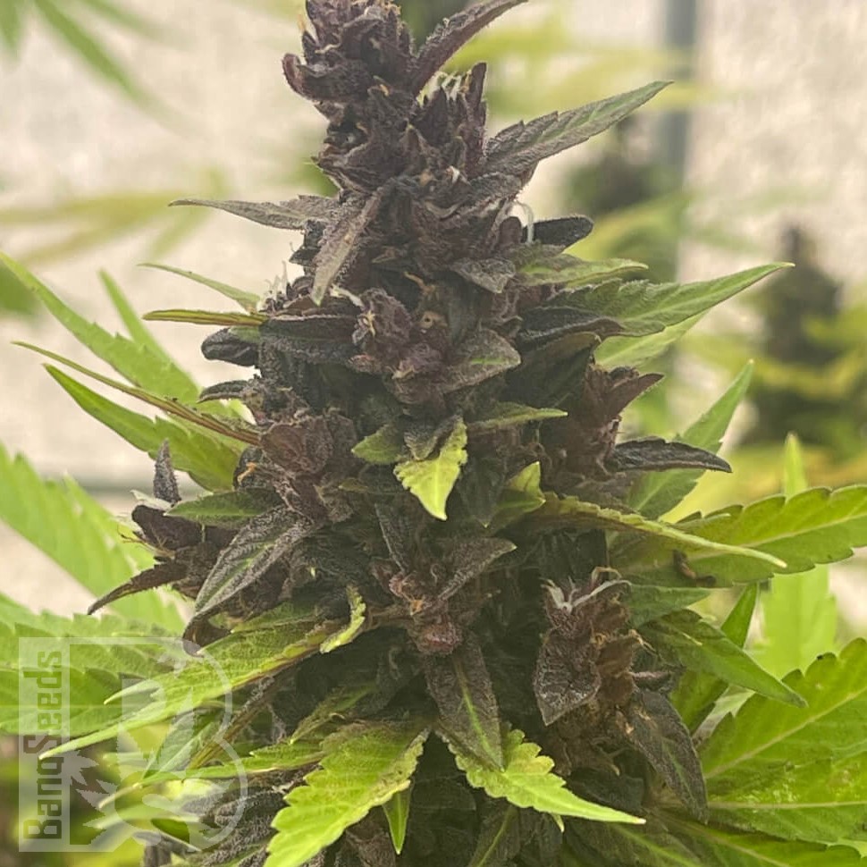 Семена конопли  Auto Purple Sunset feminised Ganja Seeds Семена конопли  Auto Purple Sunset feminised Ganja Seeds