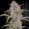 Семена конопли  Auto Purple Sunset feminised Ganja Seeds Семена конопли  Auto Purple Sunset feminised Ganja Seeds