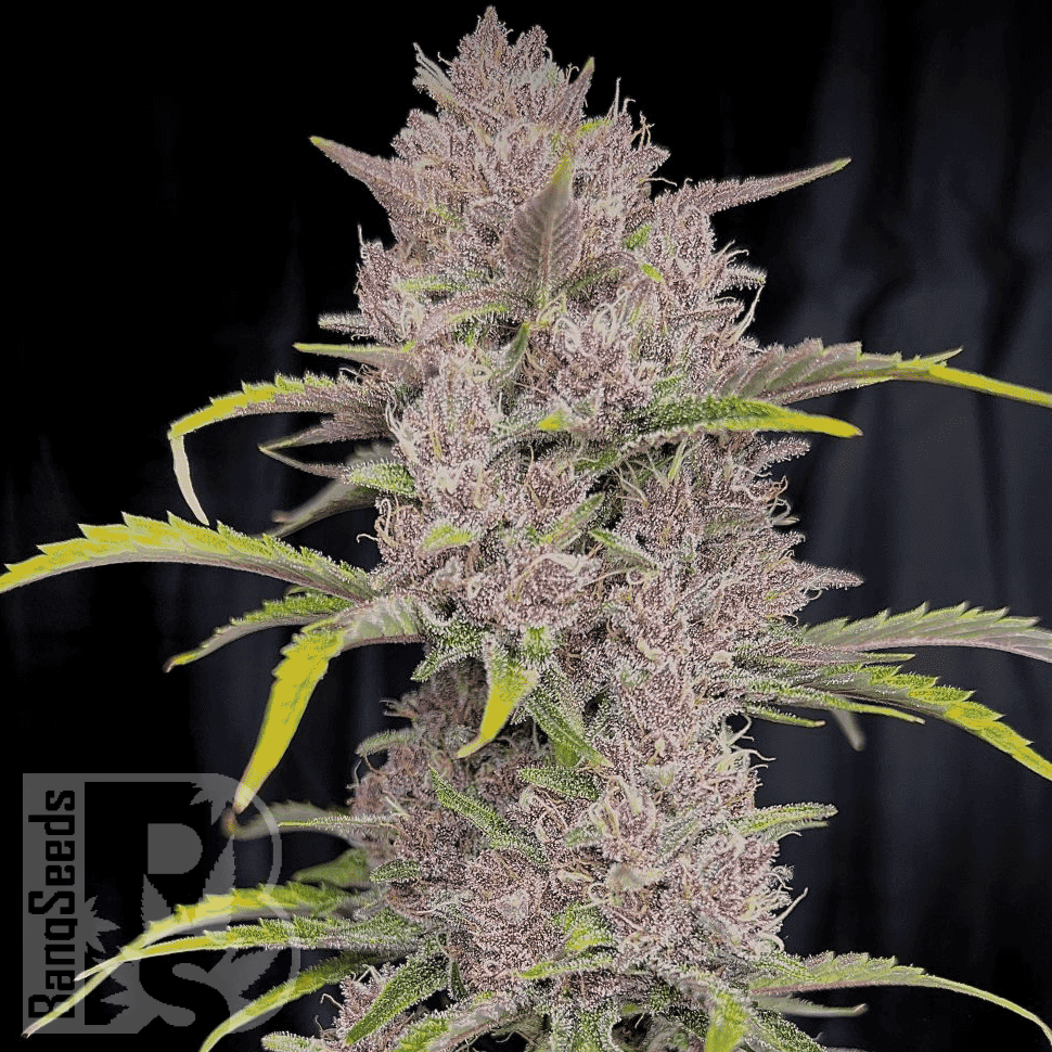 Семена конопли  Auto Purple Sunset feminised Ganja Seeds Семена конопли  Auto Purple Sunset feminised Ganja Seeds