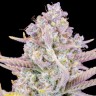 Семена конопли  Auto Purple Sunset feminised Ganja Seeds Семена конопли  Auto Purple Sunset feminised Ganja Seeds