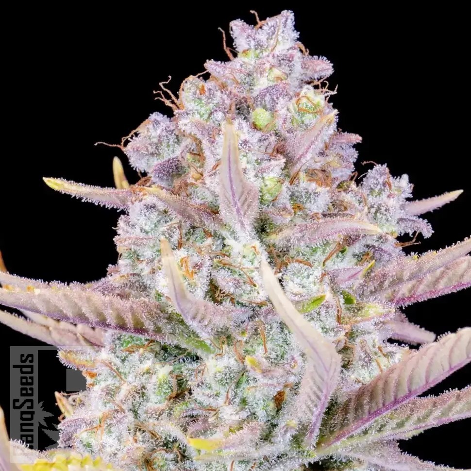 Семена конопли  Auto Purple Sunset feminised Ganja Seeds Семена конопли  Auto Purple Sunset feminised Ganja Seeds