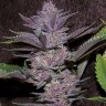 Семена конопли  Auto Purple Sunset feminised Ganja Seeds Семена конопли  Auto Purple Sunset feminised Ganja Seeds
