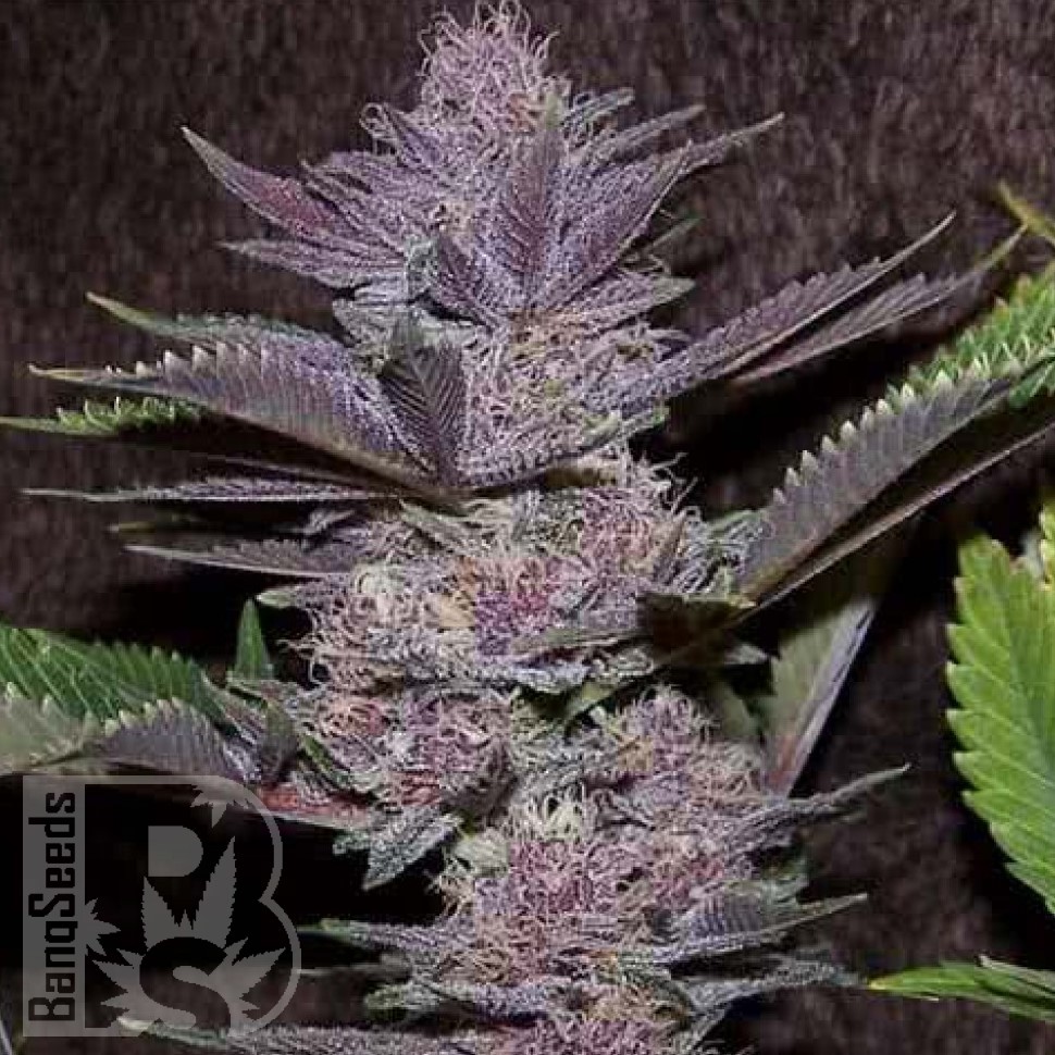 Семена конопли  Auto Purple Sunset feminised Ganja Seeds Семена конопли  Auto Purple Sunset feminised Ganja Seeds