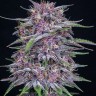 Семена конопли  Auto Purple Sunset feminised Ganja Seeds Семена конопли  Auto Purple Sunset feminised Ganja Seeds