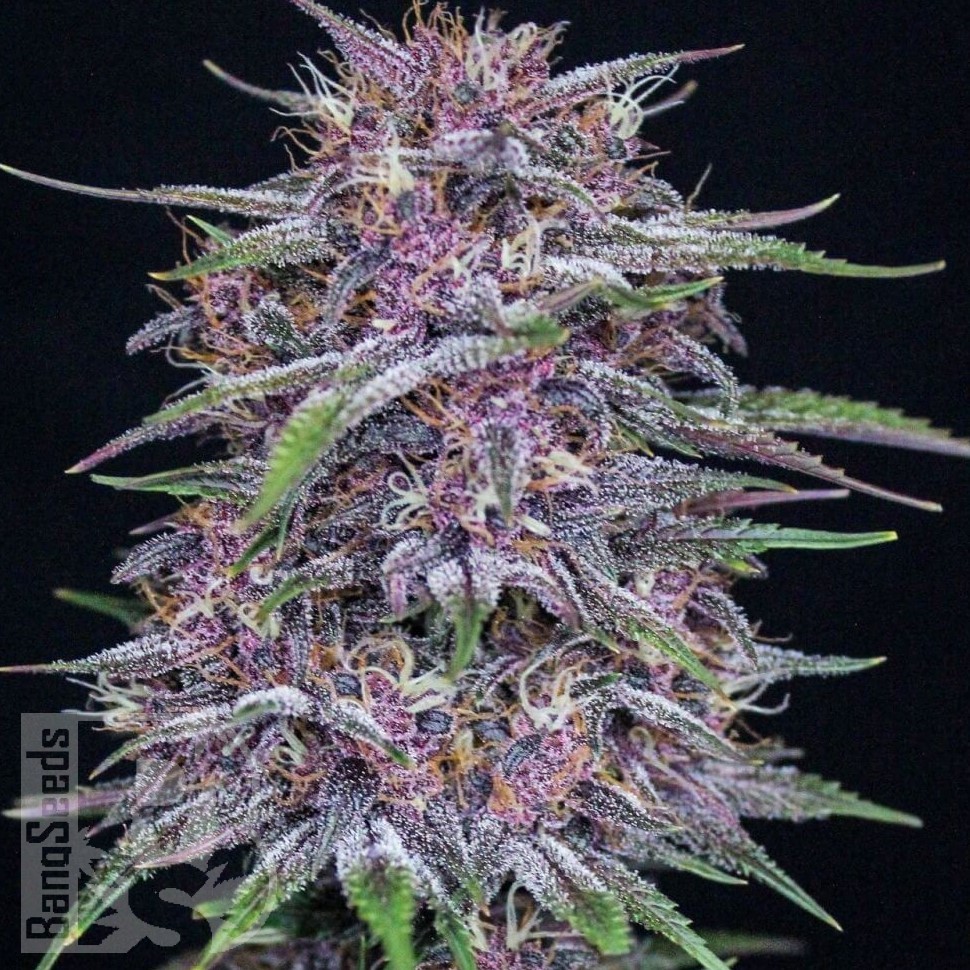 Семена конопли  Auto Purple Sunset feminised Ganja Seeds Семена конопли  Auto Purple Sunset feminised Ganja Seeds