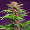 Семена  Auto Mimosa Bruce Banner XL feminised Ganja Seeds Семена  Auto Mimosa Bruce Banner XL feminised Ganja Seeds
