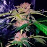 Семена  Auto Mimosa Bruce Banner XL feminised Ganja Seeds Семена  Auto Mimosa Bruce Banner XL feminised Ganja Seeds