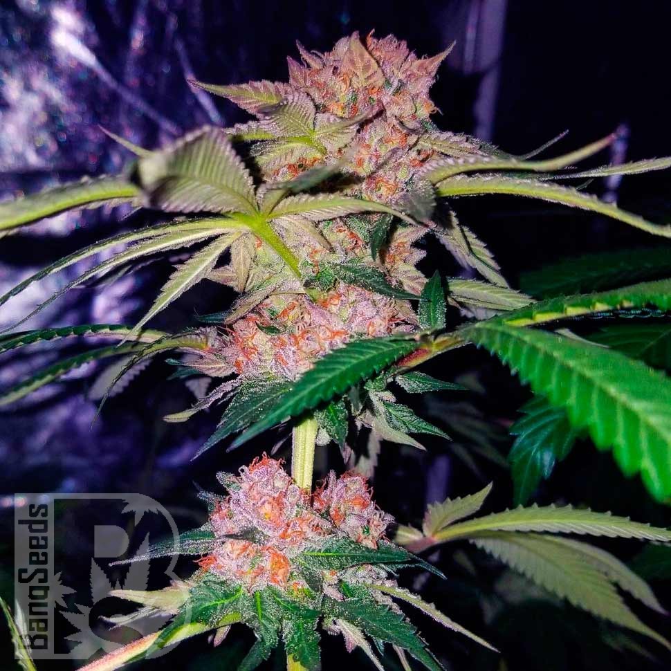 Семена  Auto Mimosa Bruce Banner XL feminised Ganja Seeds Семена  Auto Mimosa Bruce Banner XL feminised Ganja Seeds