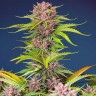 Семена  Auto Mimosa Bruce Banner XL feminised Ganja Seeds Семена  Auto Mimosa Bruce Banner XL feminised Ganja Seeds