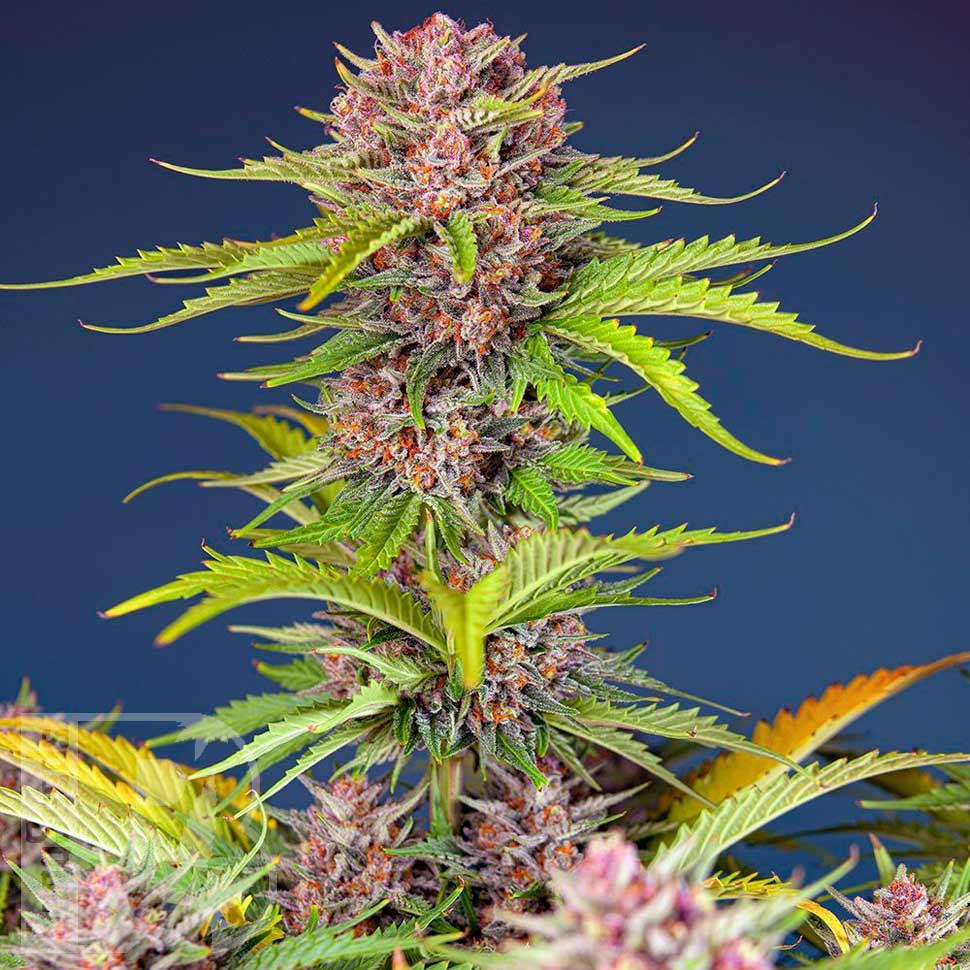 Семена  Auto Mimosa Bruce Banner XL feminised Ganja Seeds Семена  Auto Mimosa Bruce Banner XL feminised Ganja Seeds