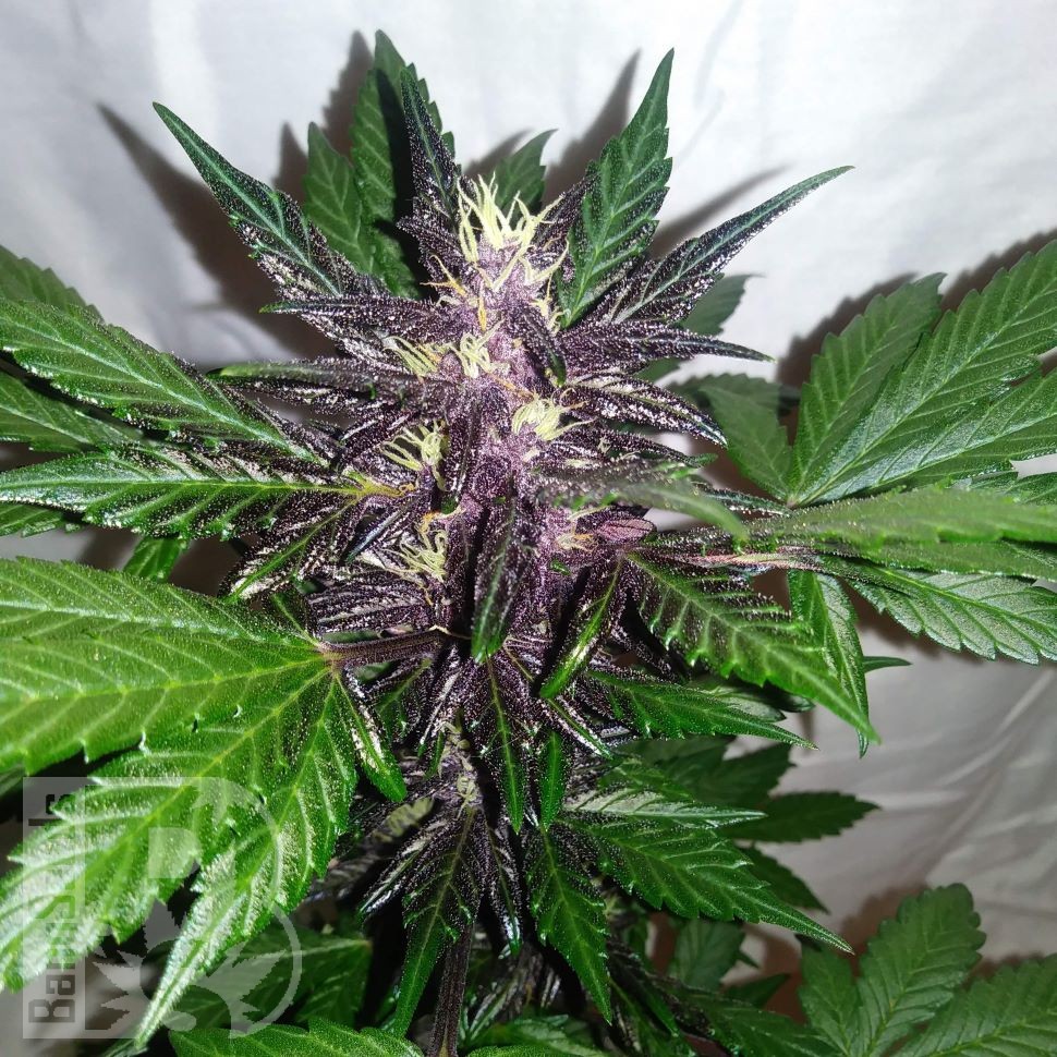 Auto Purple Punch feminised Ganja Seeds Auto Purple Punch feminised Ganja Seeds