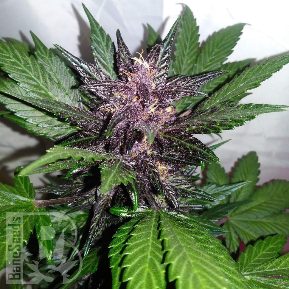 Auto Purple Punch feminised Ganja Seeds Auto Purple Punch feminised Ganja Seeds