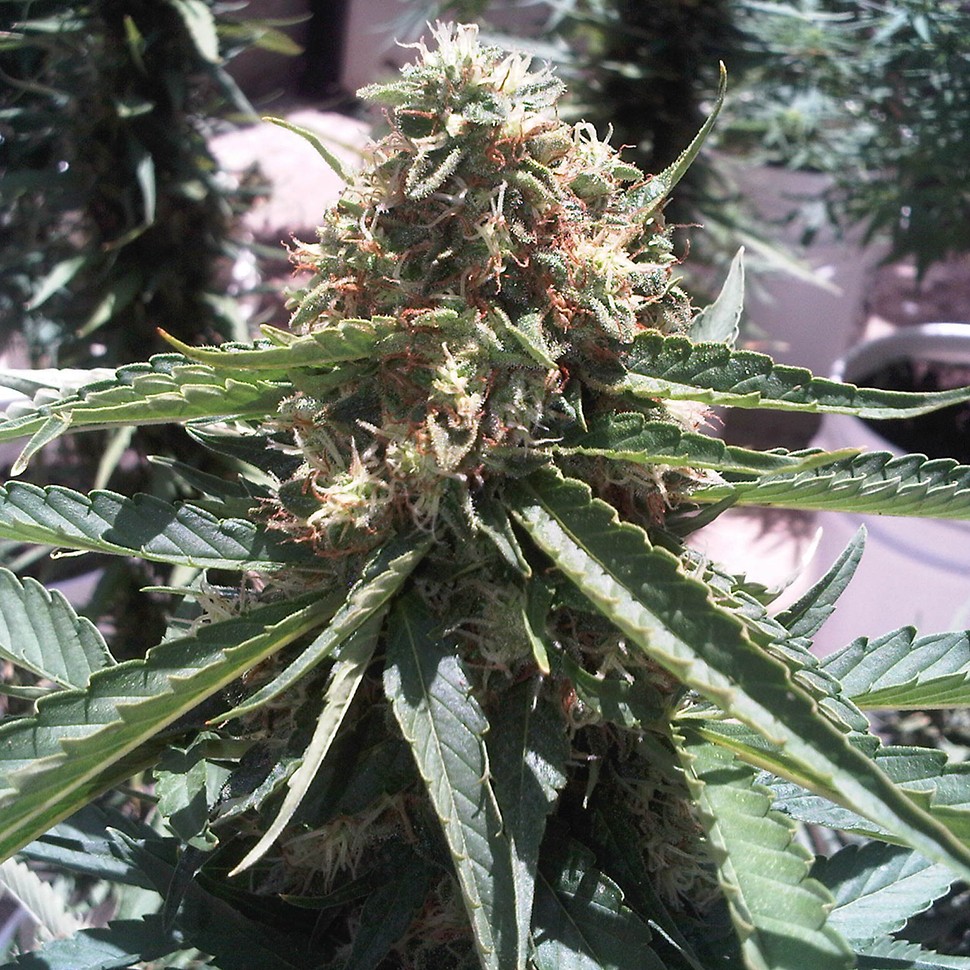 Семена  Passion #1 feminised Ganja Seeds