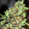 Семена марихуаны  G13 Skunk feminised Ganja Seeds Семена марихуаны  G13 Skunk feminised Ganja Seeds