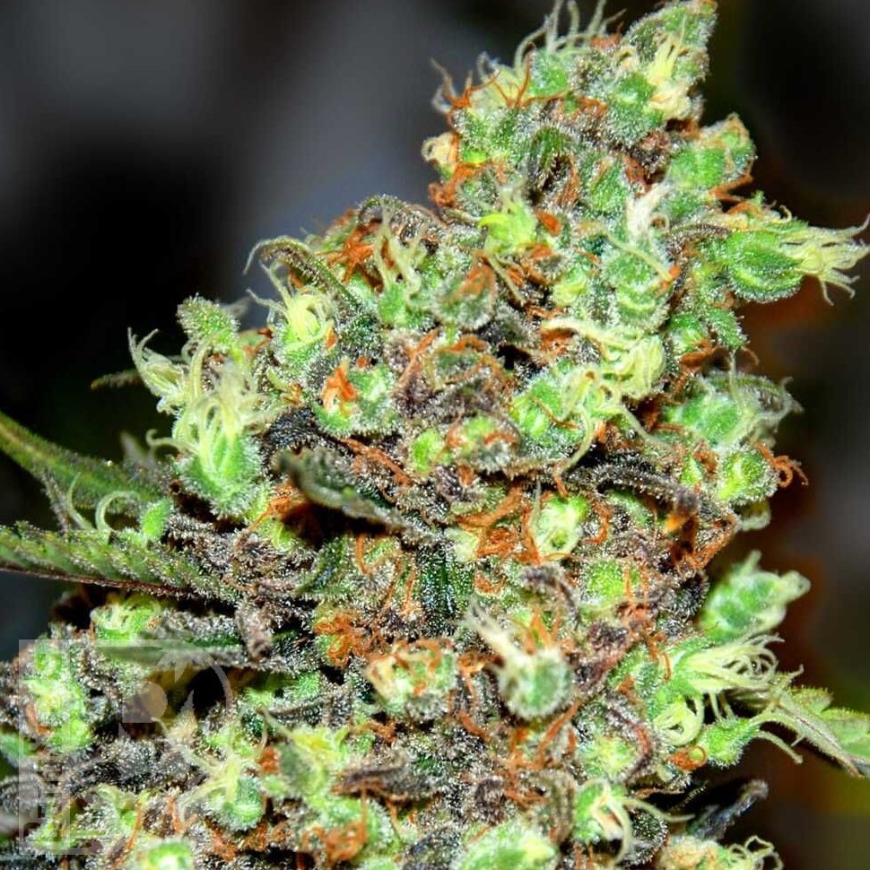 Семена марихуаны  G13 Skunk feminised Ganja Seeds Семена марихуаны  G13 Skunk feminised Ganja Seeds