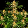 Купить быстро семена Purple Punch Купить быстро семена Purple Punch