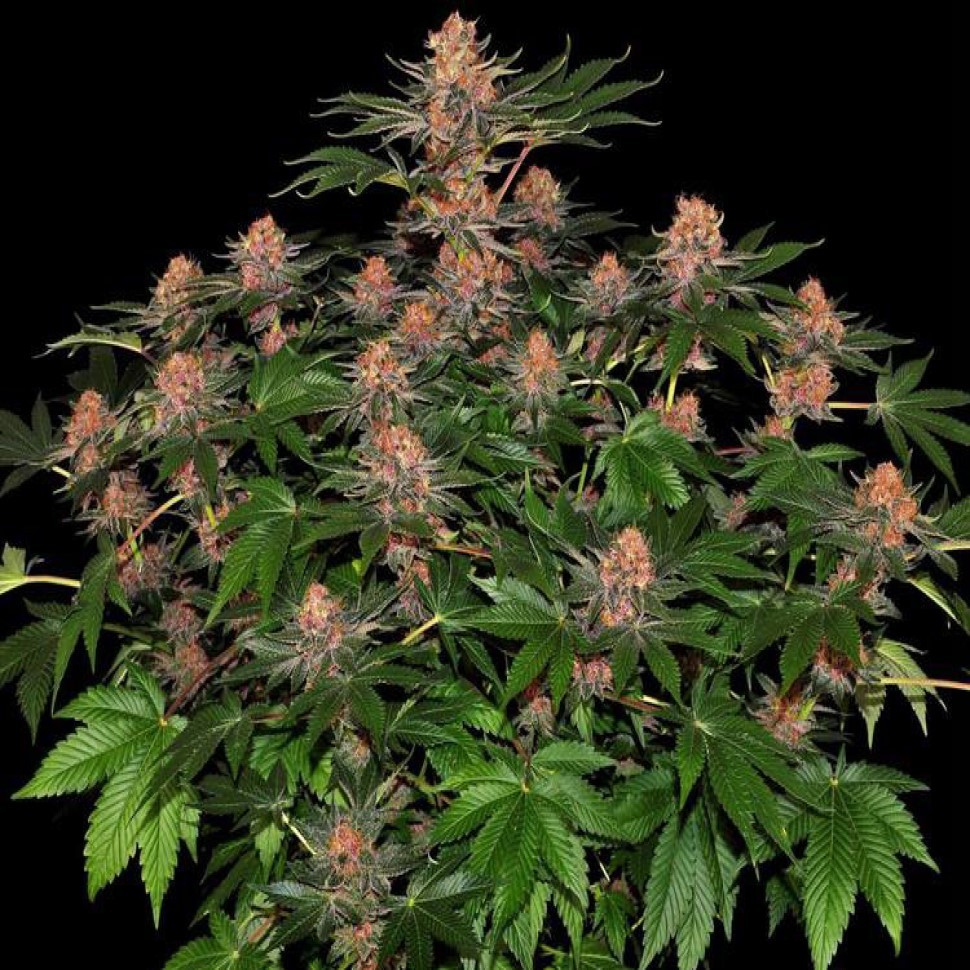 Лучший выбор семян для Вас Purple Punch feminised Ganja Seeds Лучший выбор семян для Вас Purple Punch feminised Ganja Seeds