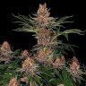 Купить дешевые семена Purple Punch feminised  Купить дешевые семена Purple Punch feminised