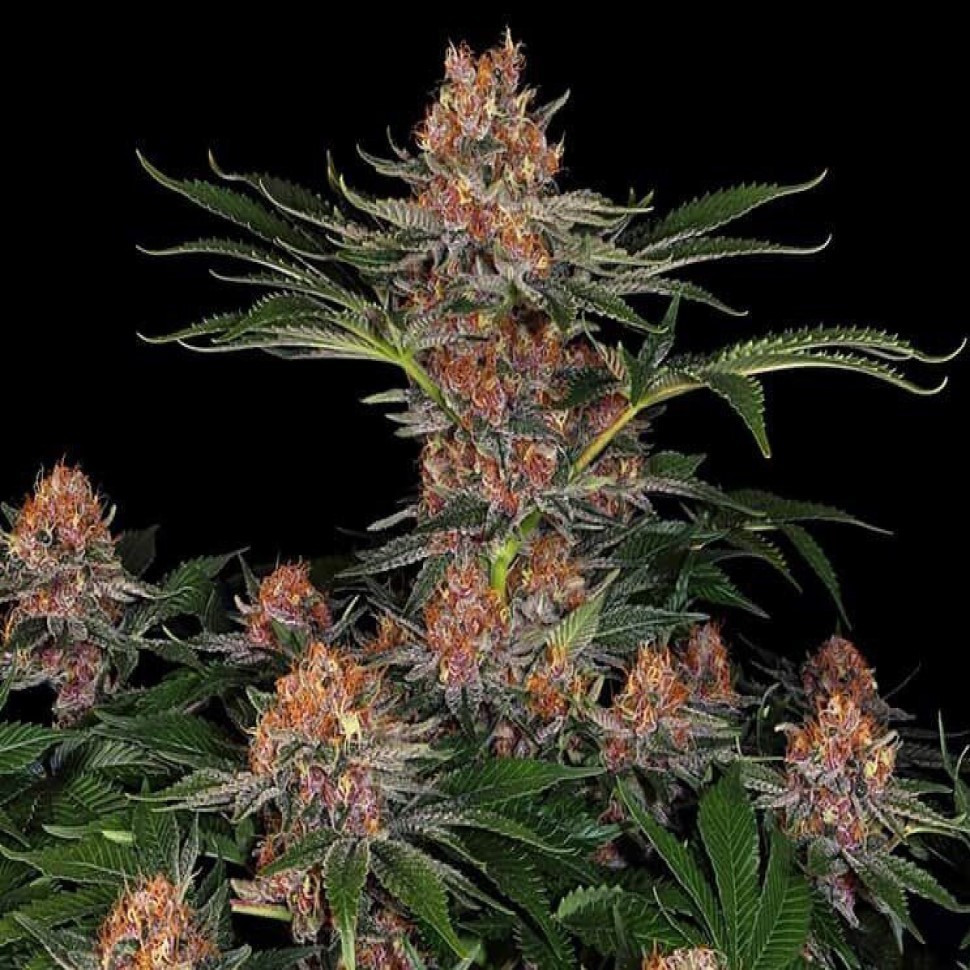 Купить дешевые семена Purple Punch feminised  Купить дешевые семена Purple Punch feminised