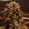 Семена ганжа  Auto Red Dwarf feminised Ganja Seeds Семена ганжа  Auto Red Dwarf feminised Ganja Seeds