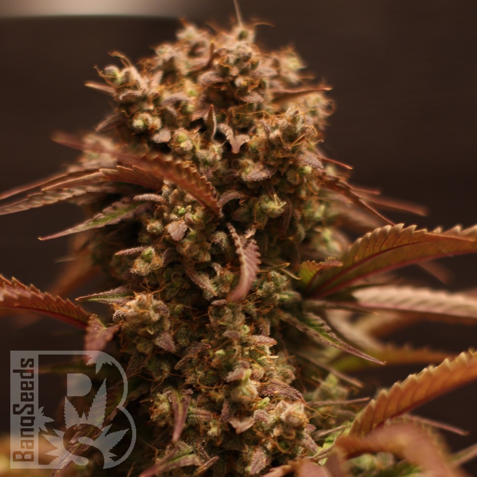 Семена ганжа  Auto Red Dwarf feminised Ganja Seeds Семена ганжа  Auto Red Dwarf feminised Ganja Seeds