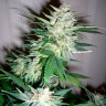 купить семена конопли Great White Shark feminised купить семена конопли Great White Shark feminised