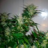 купить семена конопли недорого Great White Shark feminised купить семена конопли недорого Great White Shark feminised