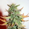 заказ семян конопли  Great White Shark feminised заказ семян конопли  Great White Shark feminised