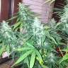 заказать качественные семена конопли Auto Siberian Haze reg заказать качественные семена конопли Auto Siberian Haze reg