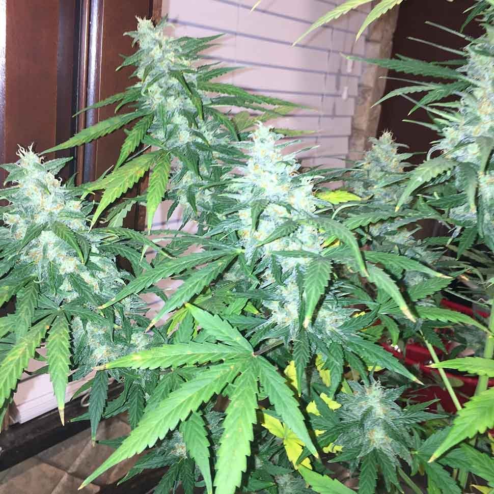заказать качественные семена конопли Auto Siberian Haze reg заказать качественные семена конопли Auto Siberian Haze reg