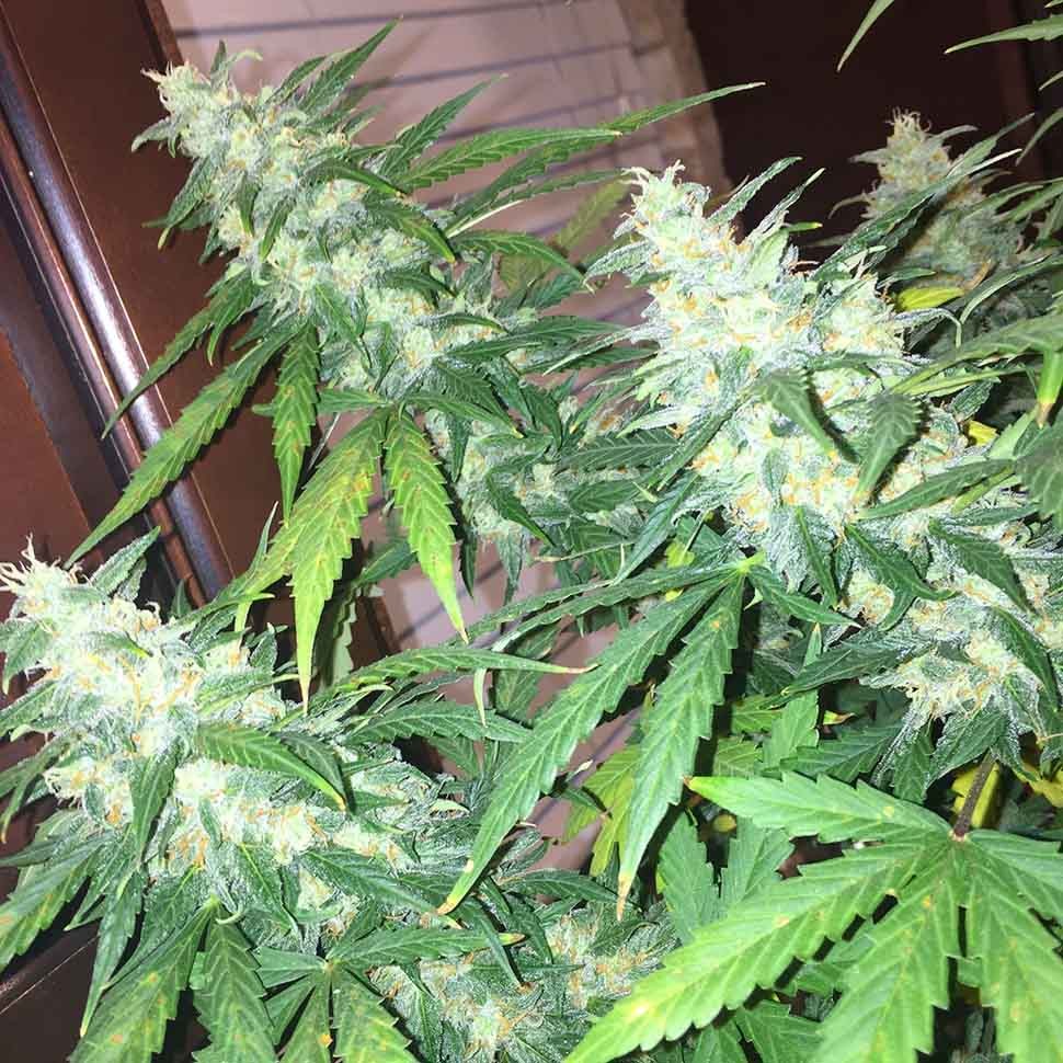Семена каннабиса  Auto Siberian Haze regular Ganja Seeds