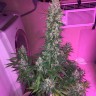 где можно заказать семена конопли Auto Siberian Haze reg где можно заказать семена конопли Auto Siberian Haze reg