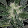 купить семена конопли сорта сатива Auto Siberian Haze reg купить семена конопли сорта сатива Auto Siberian Haze reg