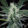 купить семена конопли для курения Auto Siberian Haze reg купить семена конопли для курения Auto Siberian Haze reg