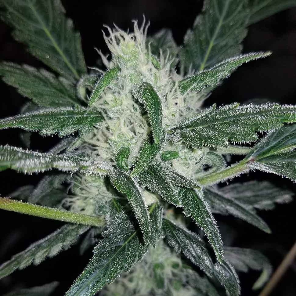 купить семена конопли для курения Auto Siberian Haze reg купить семена конопли для курения Auto Siberian Haze reg