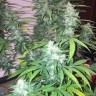 купить семена конопли Нур-Султан Auto Siberian Haze reg купить семена конопли Нур-Султан Auto Siberian Haze reg