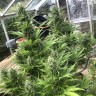 Семена  Auto Turgai feminised Bang Seeds Семена  Auto Turgai feminised Bang Seeds