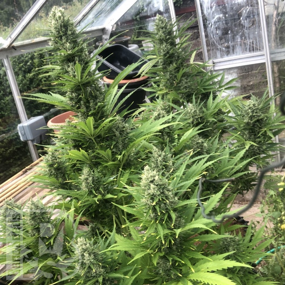Семена  Auto Turgai feminised Bang Seeds Семена  Auto Turgai feminised Bang Seeds