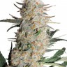 Семена  Auto Turgai feminised Bang Seeds Семена  Auto Turgai feminised Bang Seeds