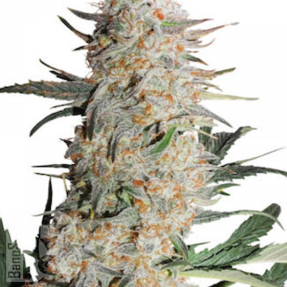 Семена  Auto Turgai feminised Bang Seeds Семена  Auto Turgai feminised Bang Seeds