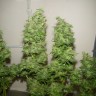 Купить медицинский сорт Tangerine Dream feminised Ganja Seeds Купить медицинский сорт Tangerine Dream feminised Ganja Seeds