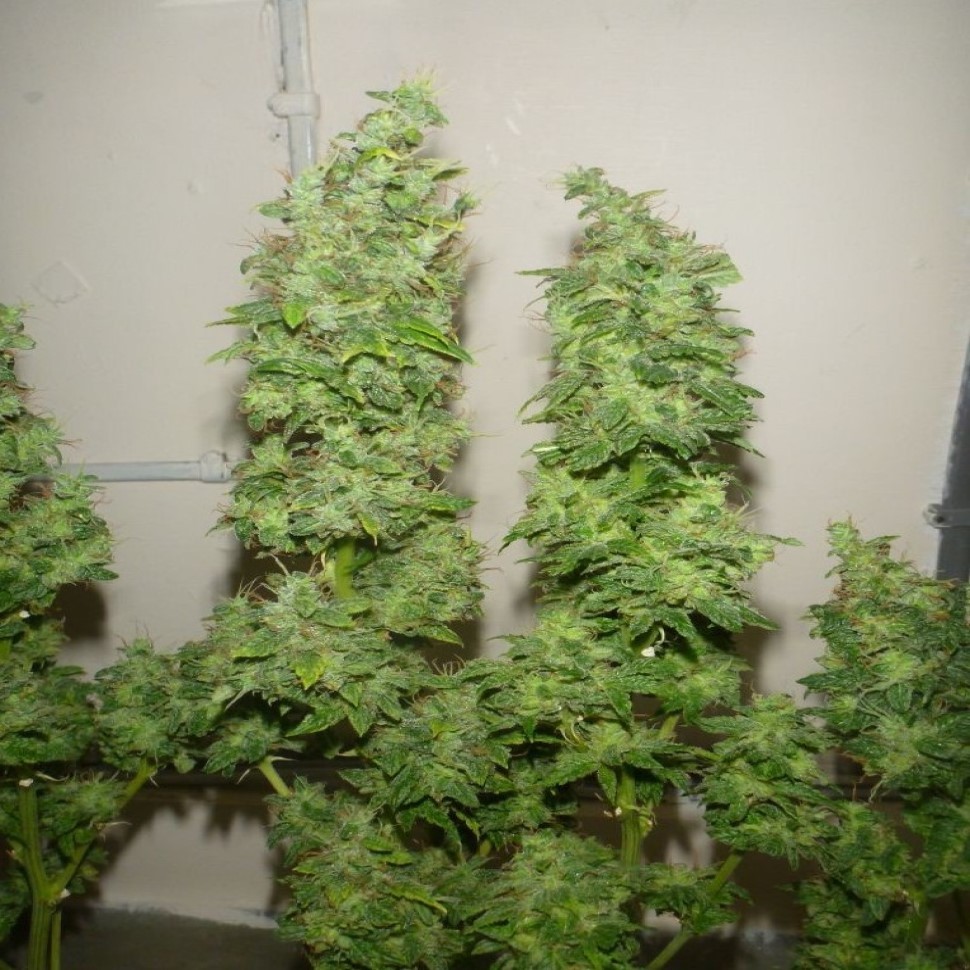 Семена марихуаны  Tangerine Dream feminised Ganja Seeds