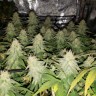 Купить семена в интернете Tangerine Dream  Купить семена в интернете Tangerine Dream