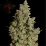 Где и как купить семена Tangerine Dream  Где и как купить семена Tangerine Dream