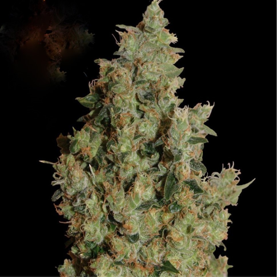 Где и как купить семена Tangerine Dream  Где и как купить семена Tangerine Dream