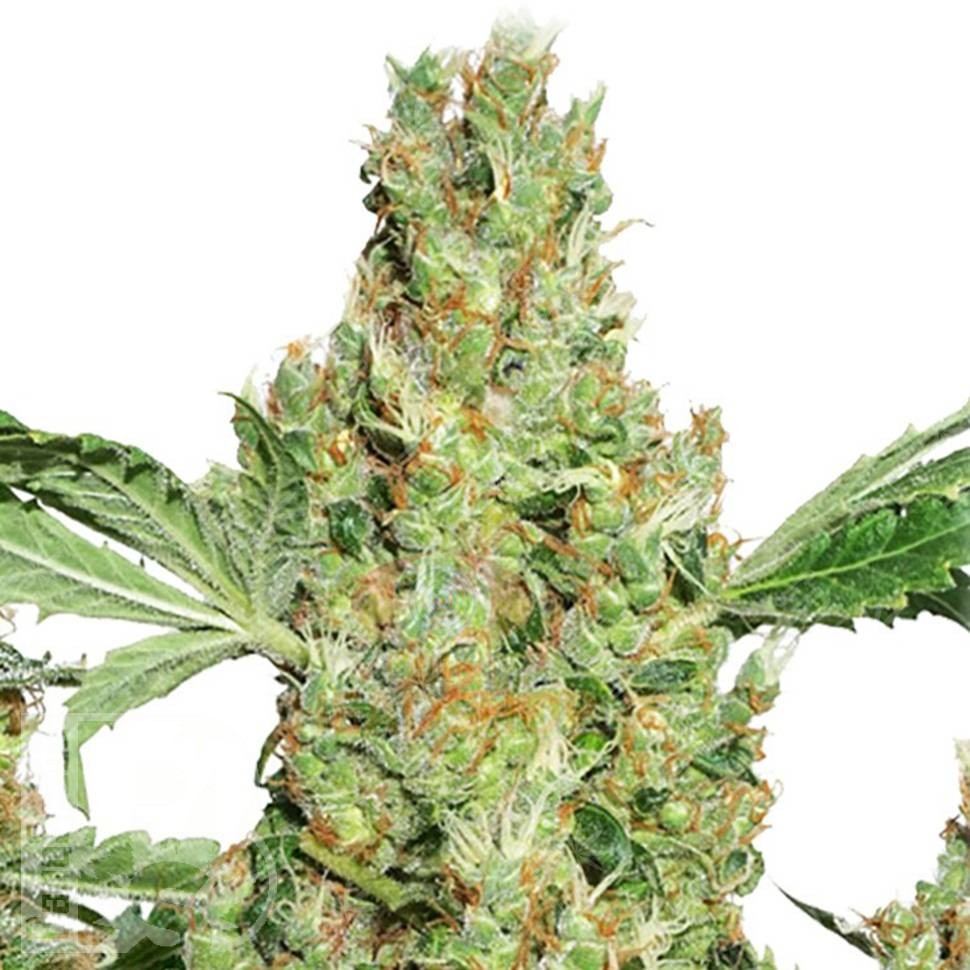 Molotov Cocktail feminised Ganja Seeds Molotov Cocktail feminised Ganja Seeds